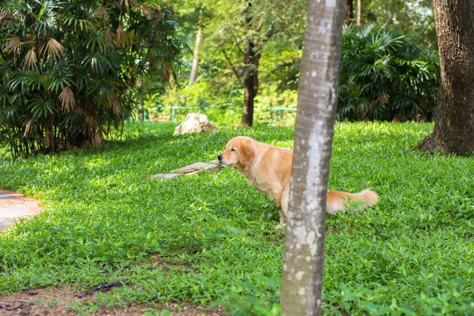 Golden retriever pooping on the grass