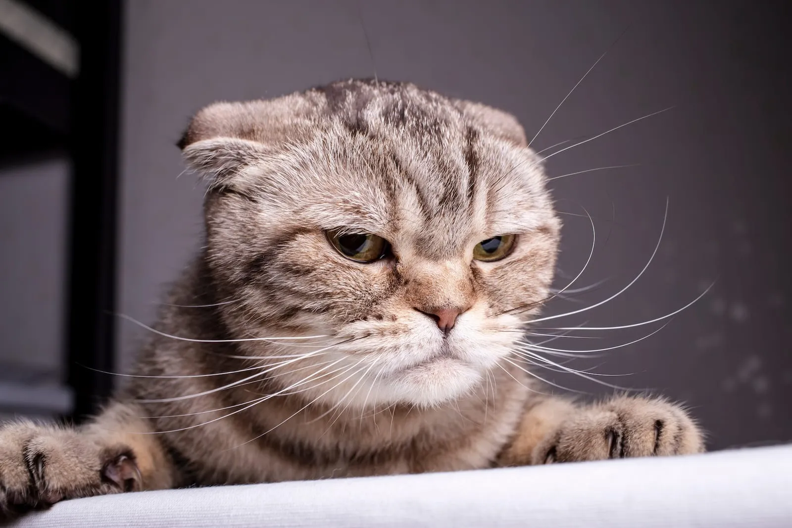 Cat looking a bit miserable
