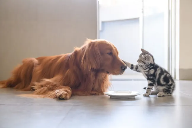 Golden retriever being tapped on nose by kitten