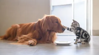 Golden retriever being tapped on nose by kitten