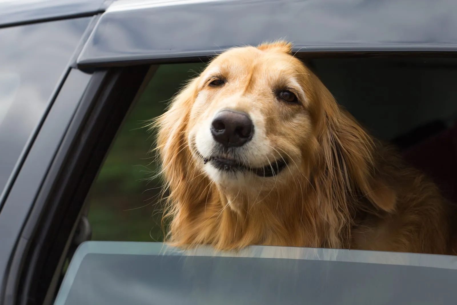 Golden retriever smiling out of a car window