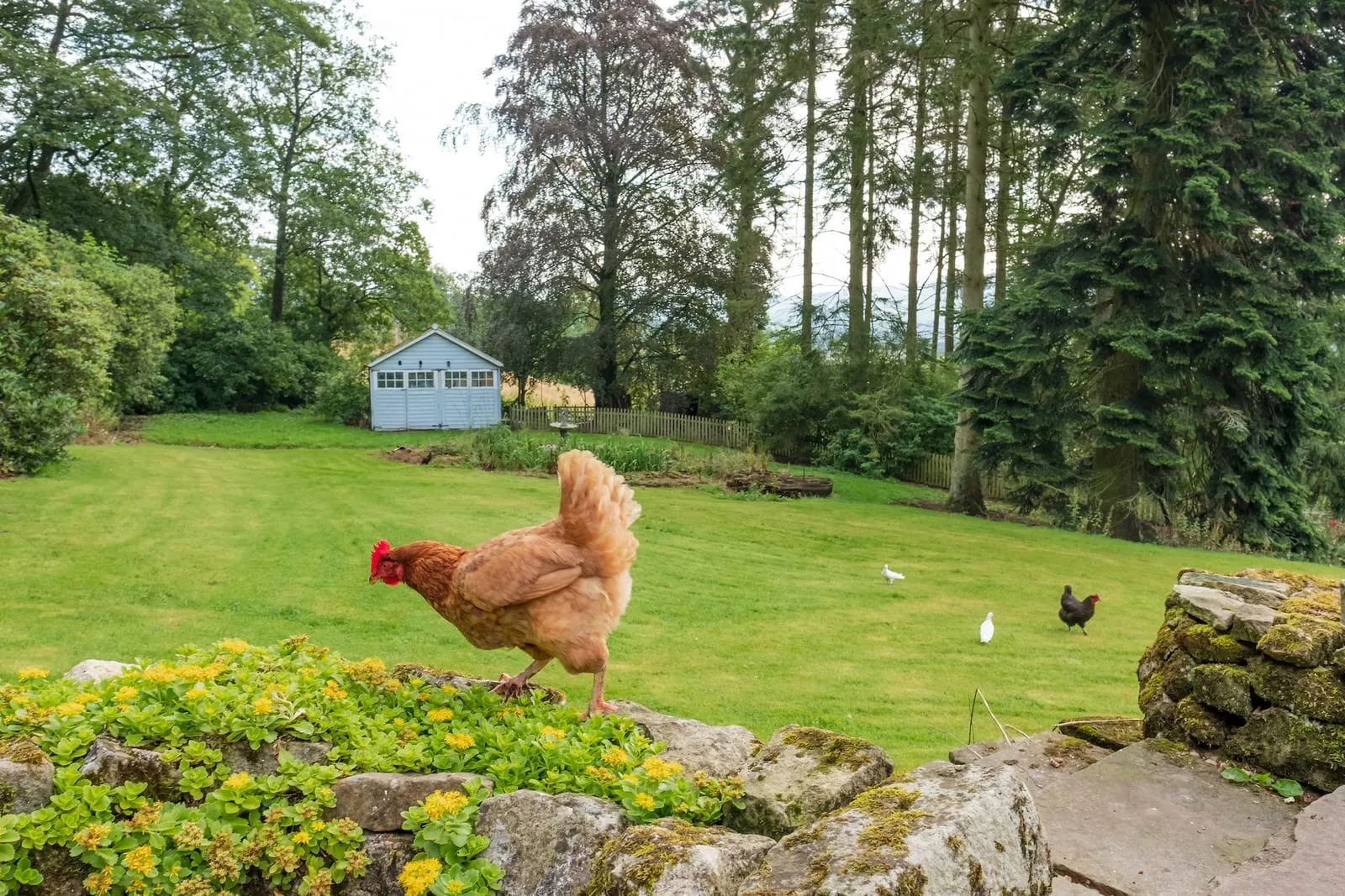 Chickens roaming in a garden
