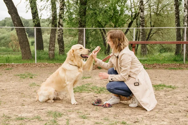 Golden retriever being trained by a woman