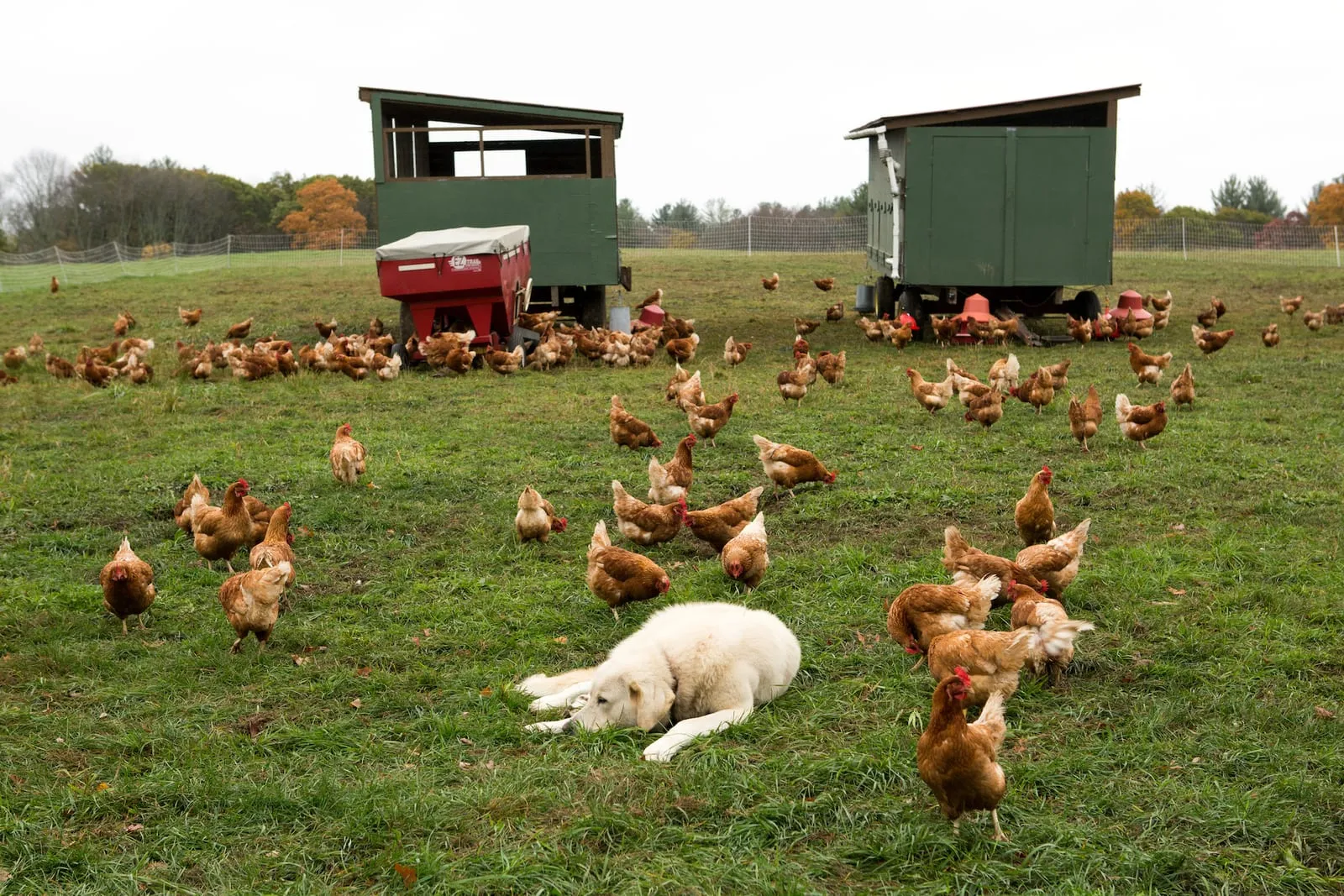 Golden retriever lying down in a field full of chickens