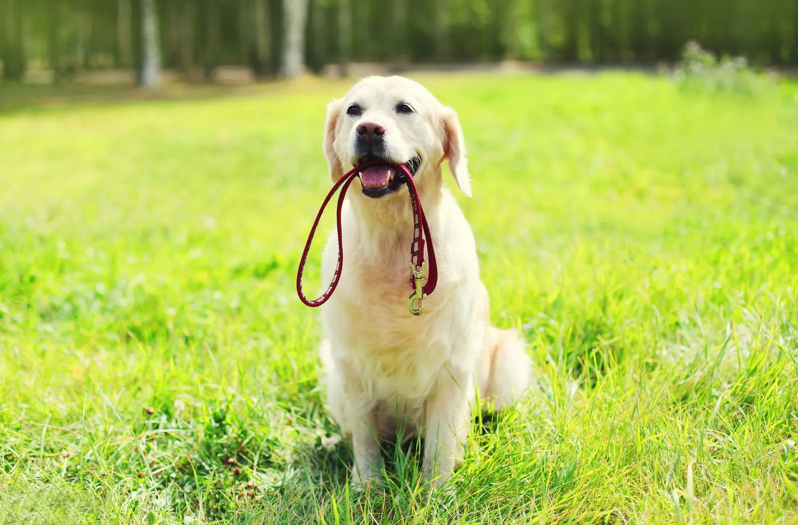 Golden retriever sitting on grass with leash in mouth