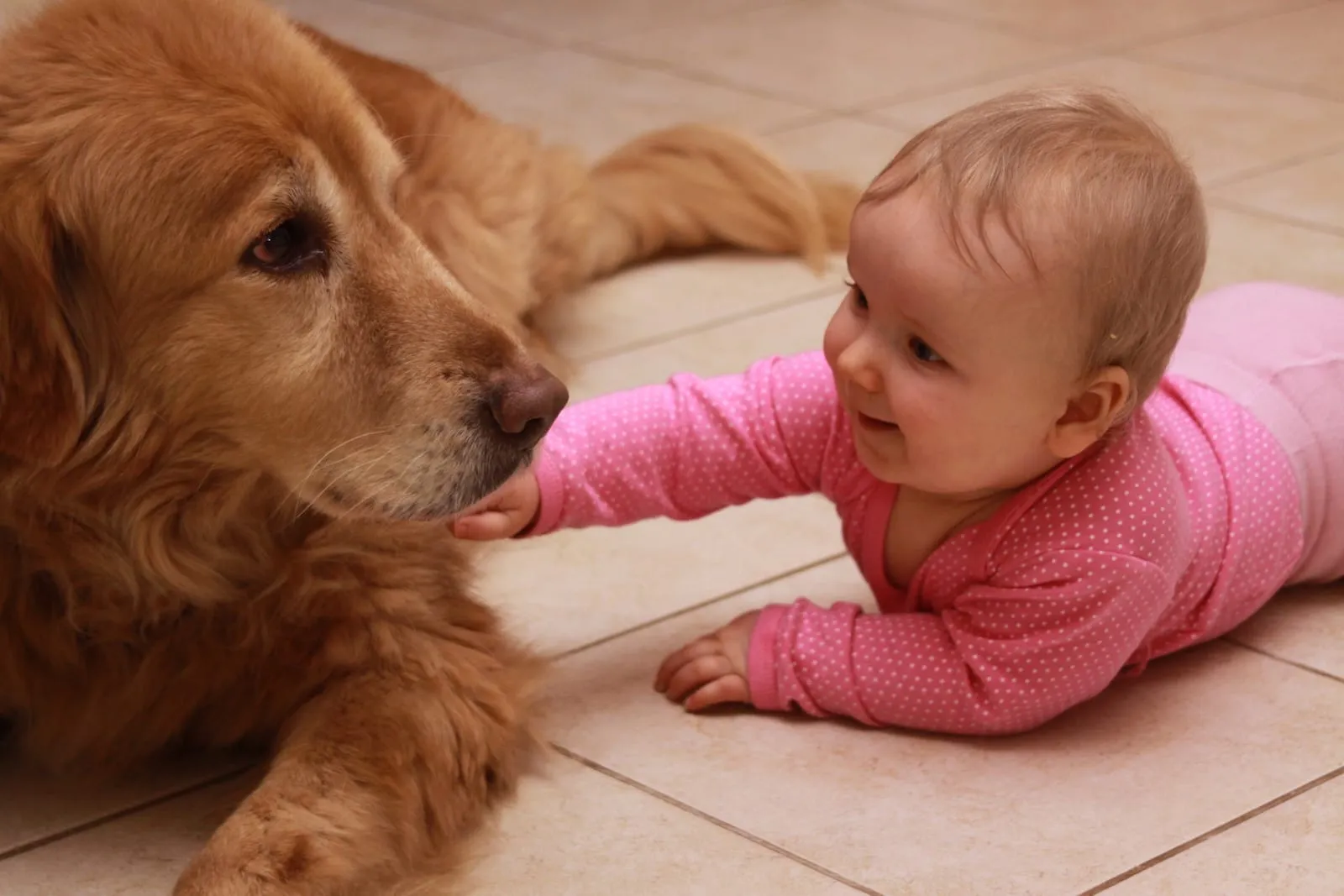 Golden retriever on floor with a baby
