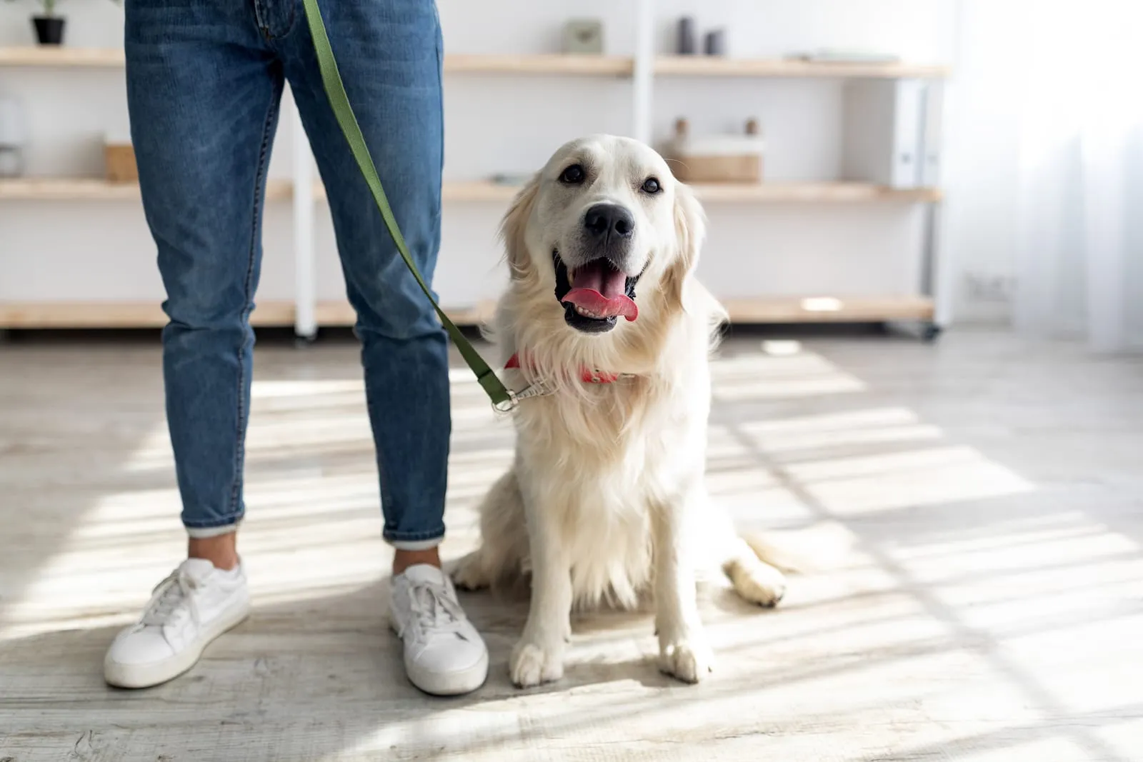 Golden retriever on leash ready for a walk