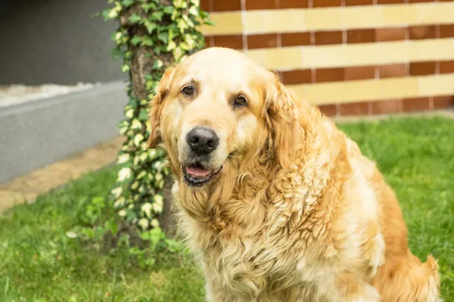 Elderly golden retriever