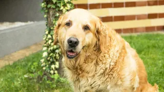 Elderly golden retriever