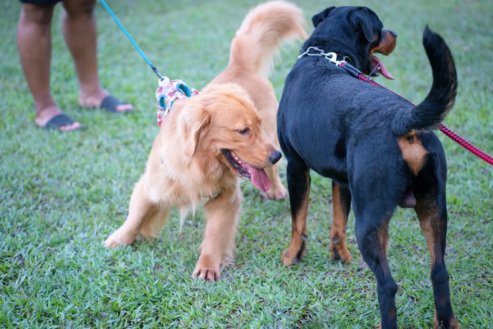 Golden retriever meeting another dog at a park