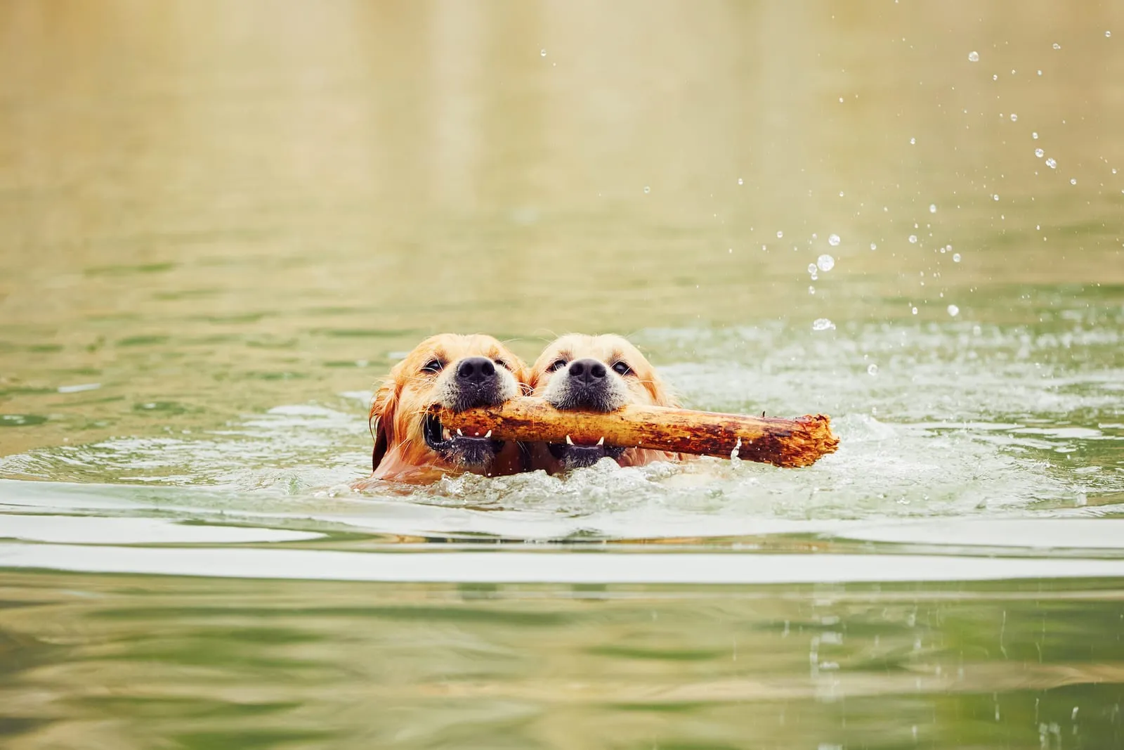 Two golden retrievers swimming with a log in their mouthes