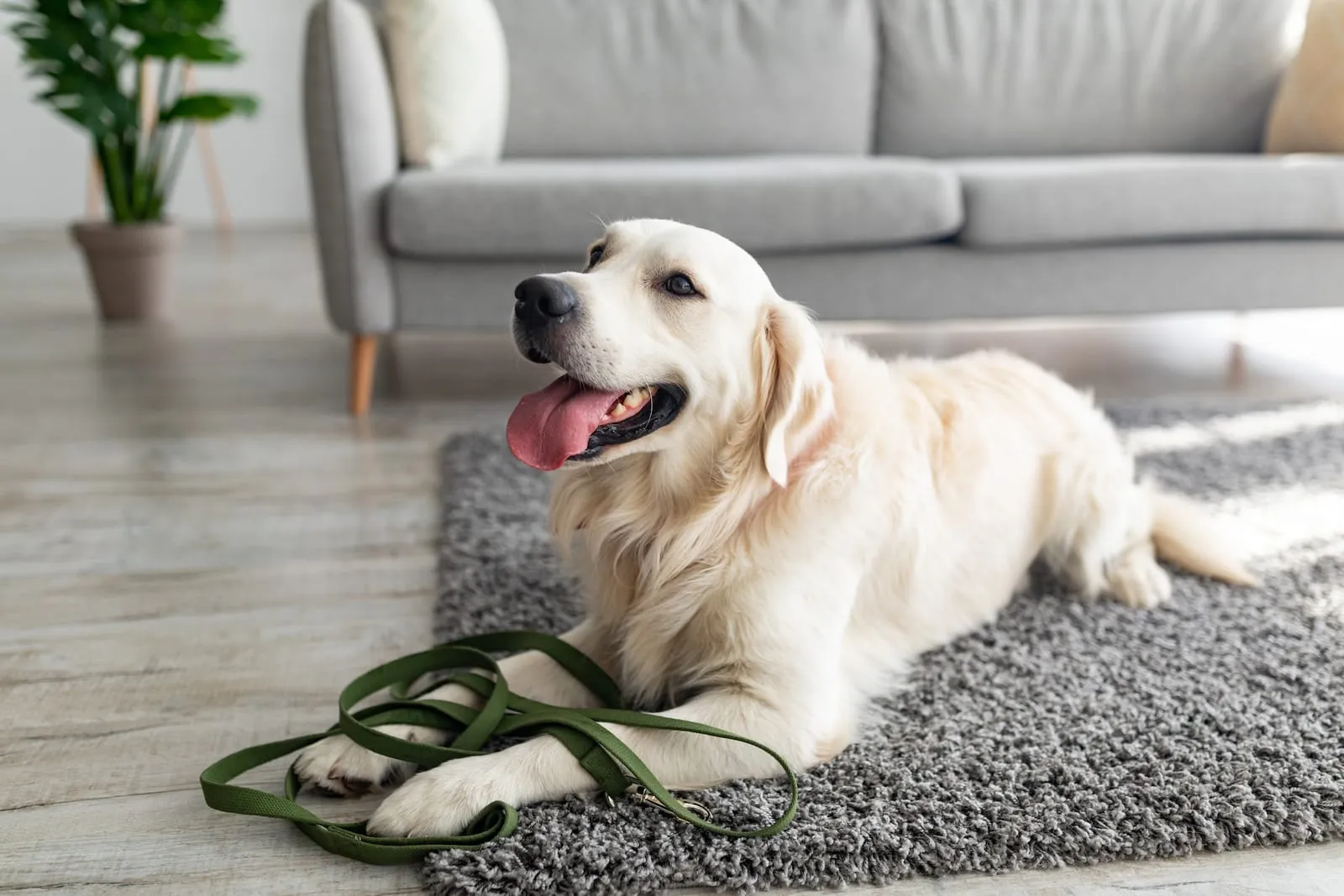 Golden retriever lying down with leash on a rug