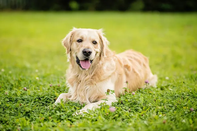 Golden retriever lying down on grass