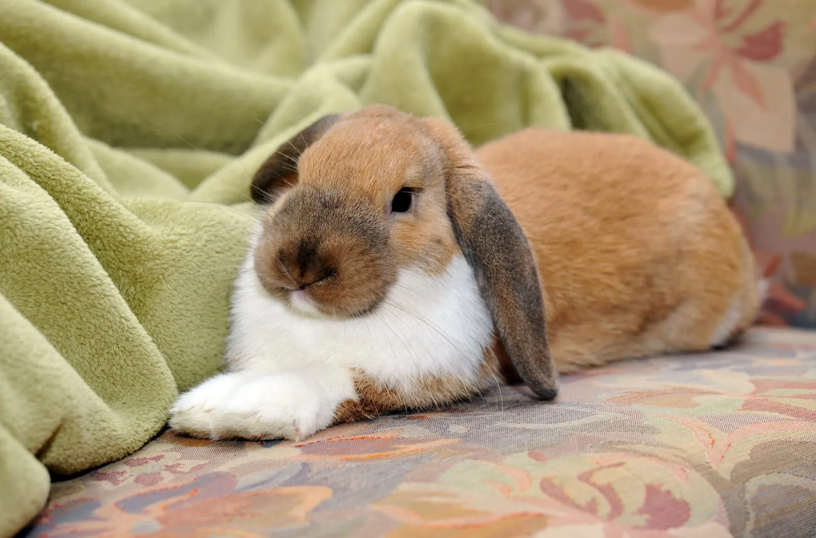 Rabbit lying down on a sofa