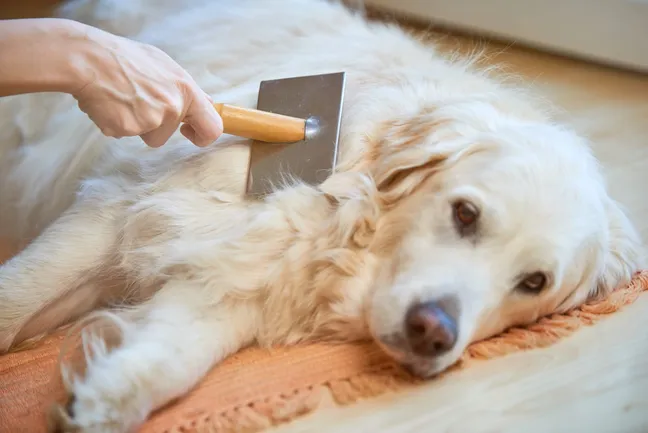 Golden retriever being groomed