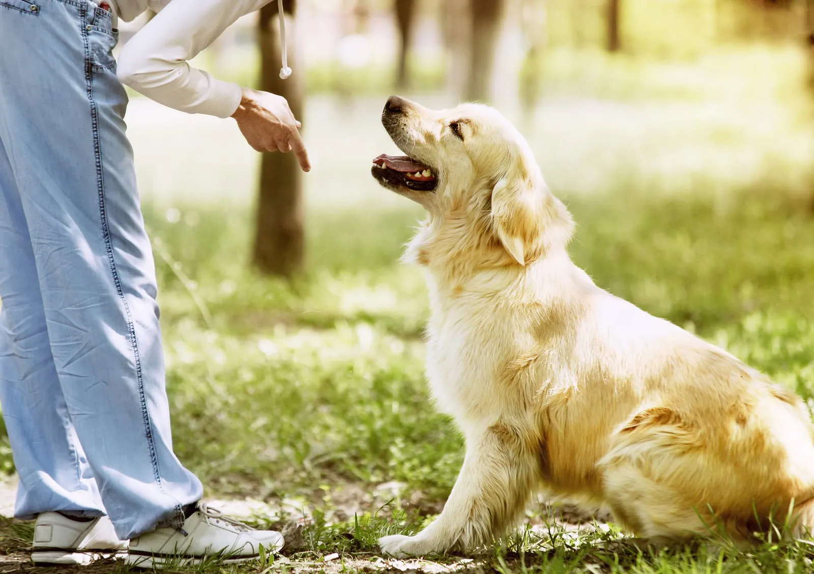 Golden retriever being trained outside