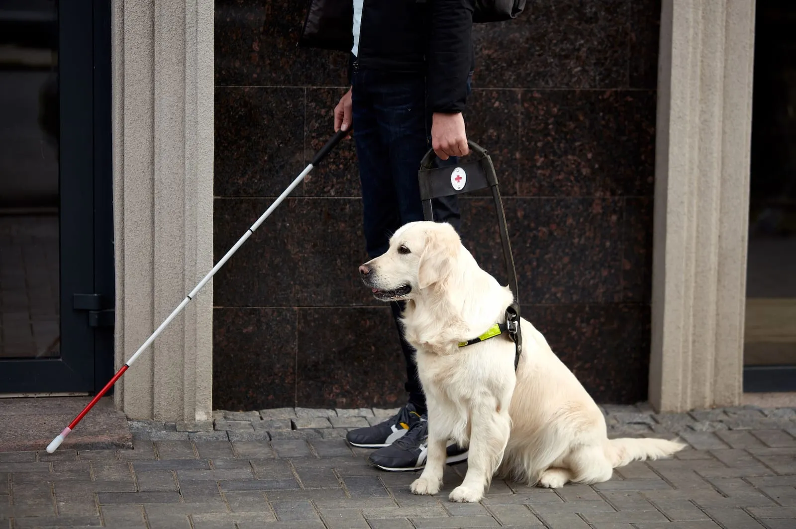 Golden retriever guide dog