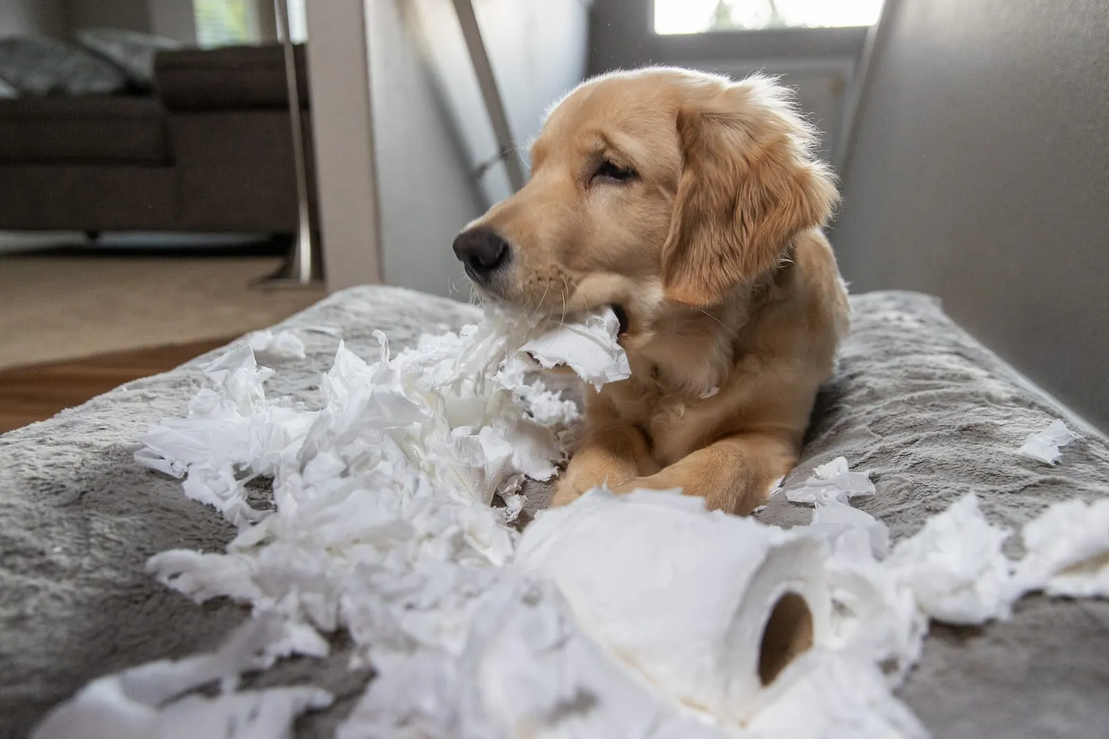 Golden retriever puppy next to torn up toilet paper