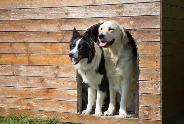 Golden retriever and border collie peeking out of a doghouse