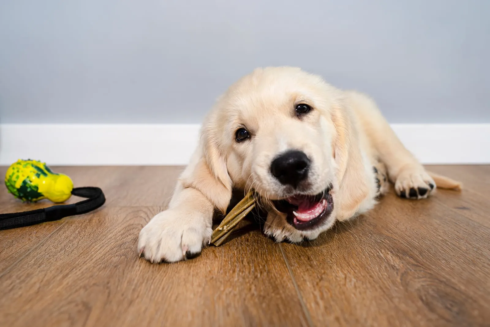 Golden retriever with a safe dog treat