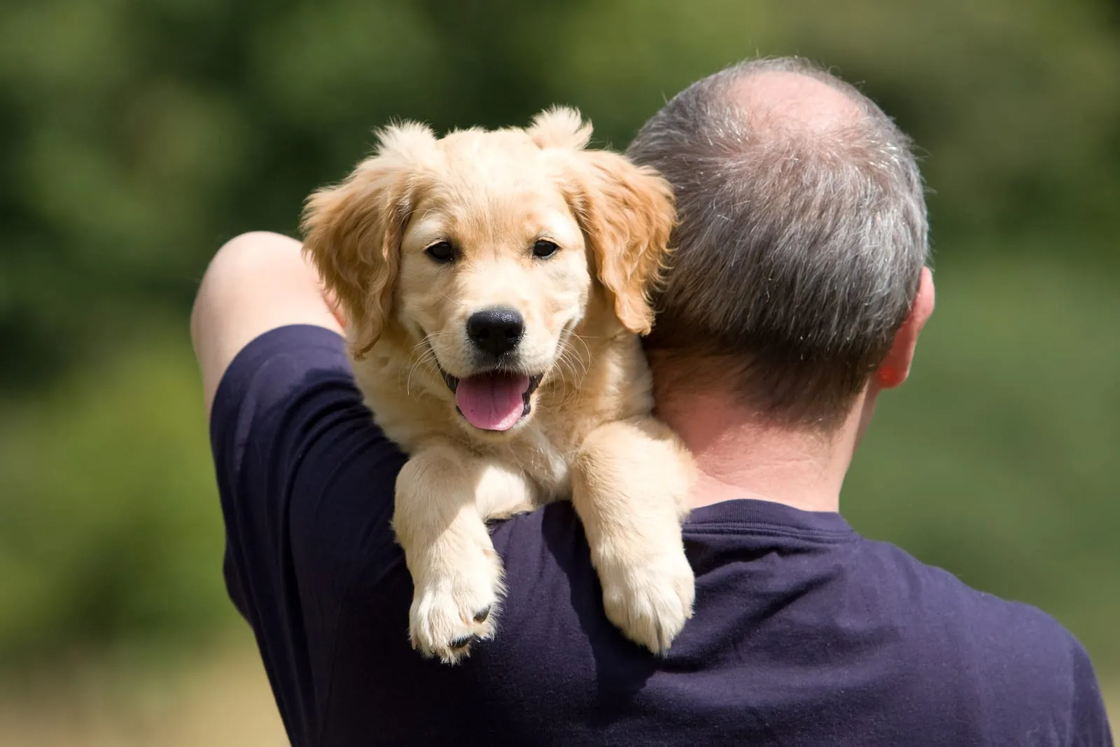 Golden retriever puppy being carried on shoulders of a man