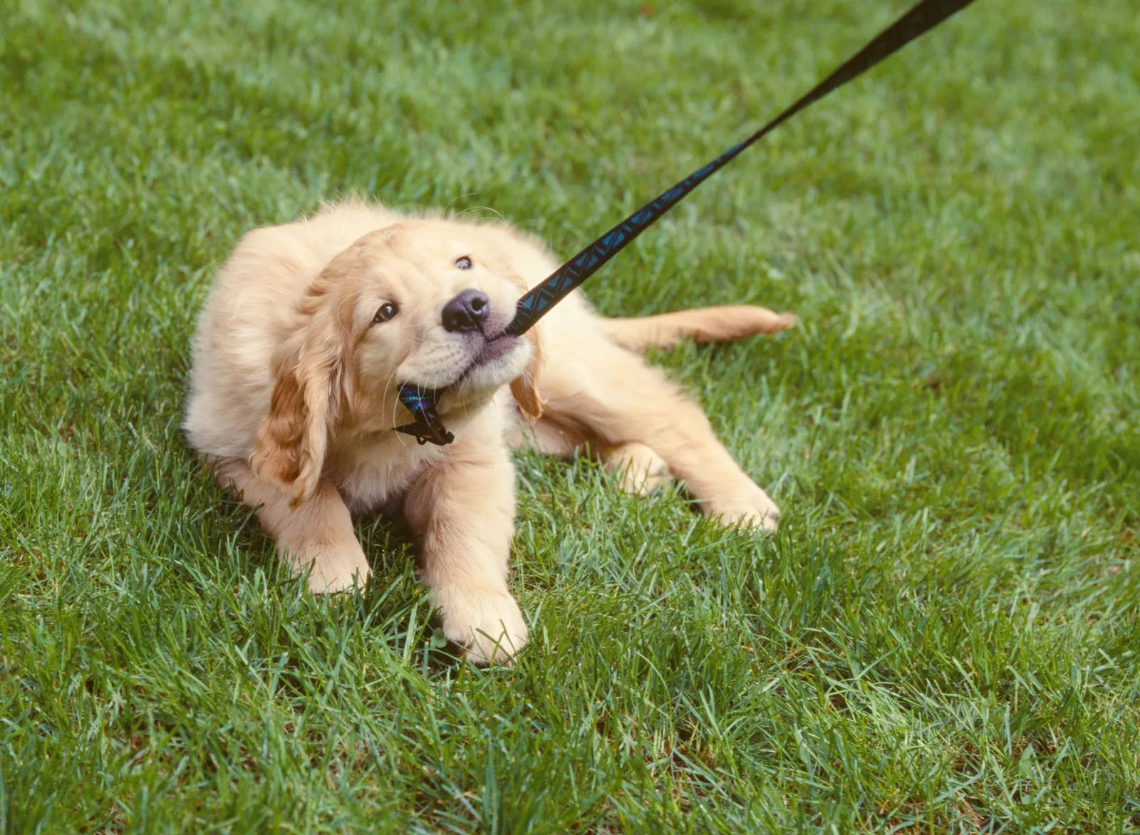 Golden retriever puppy pulling on a leash not attached to them