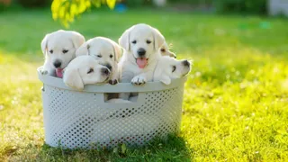 Bunch of golden retrievers in a basket