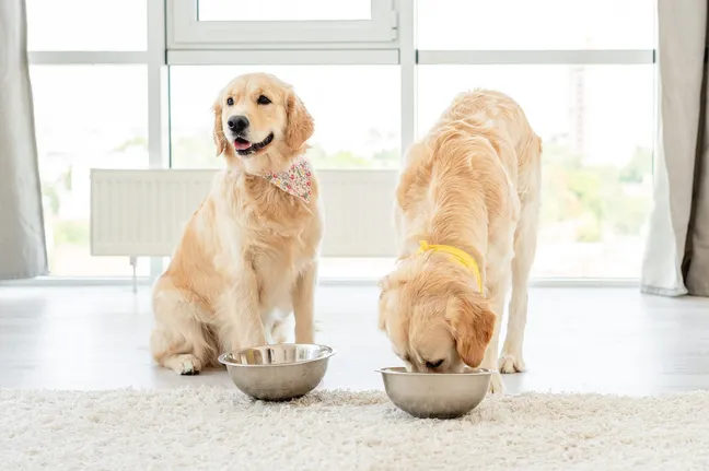 Golden retriever eating from another golden retrievers bowl
