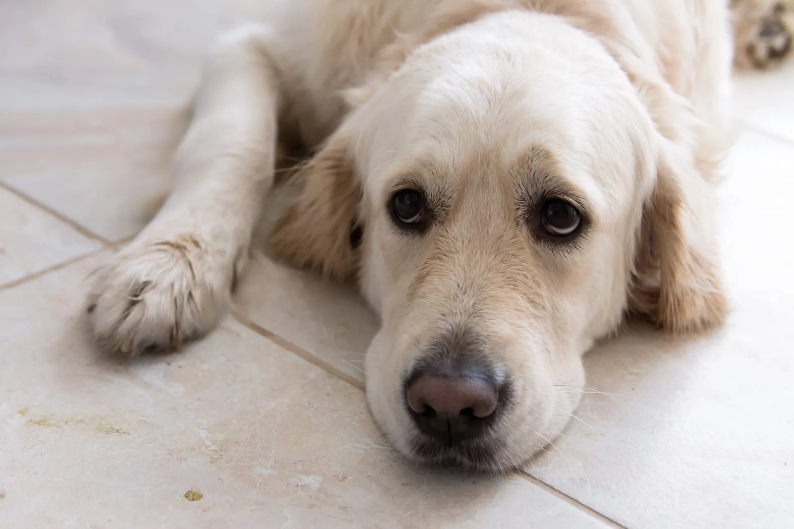 Sad looking golden retriever