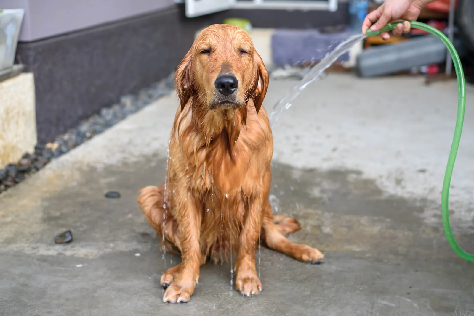 Golden retriever being hosed down outdoors