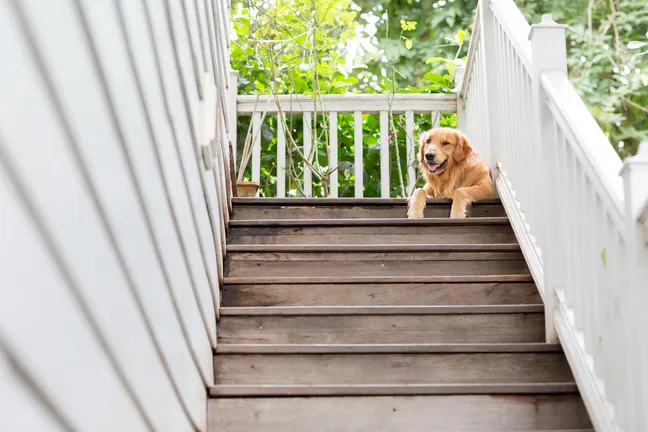 Golden retriever lying down at top of stairs