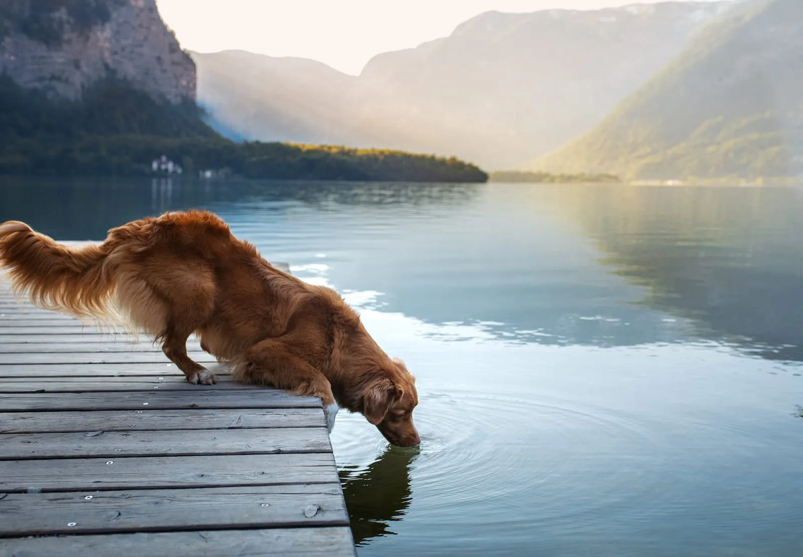 Dog with its nose in water