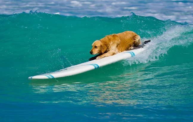 Dog on a surfboard in the sea