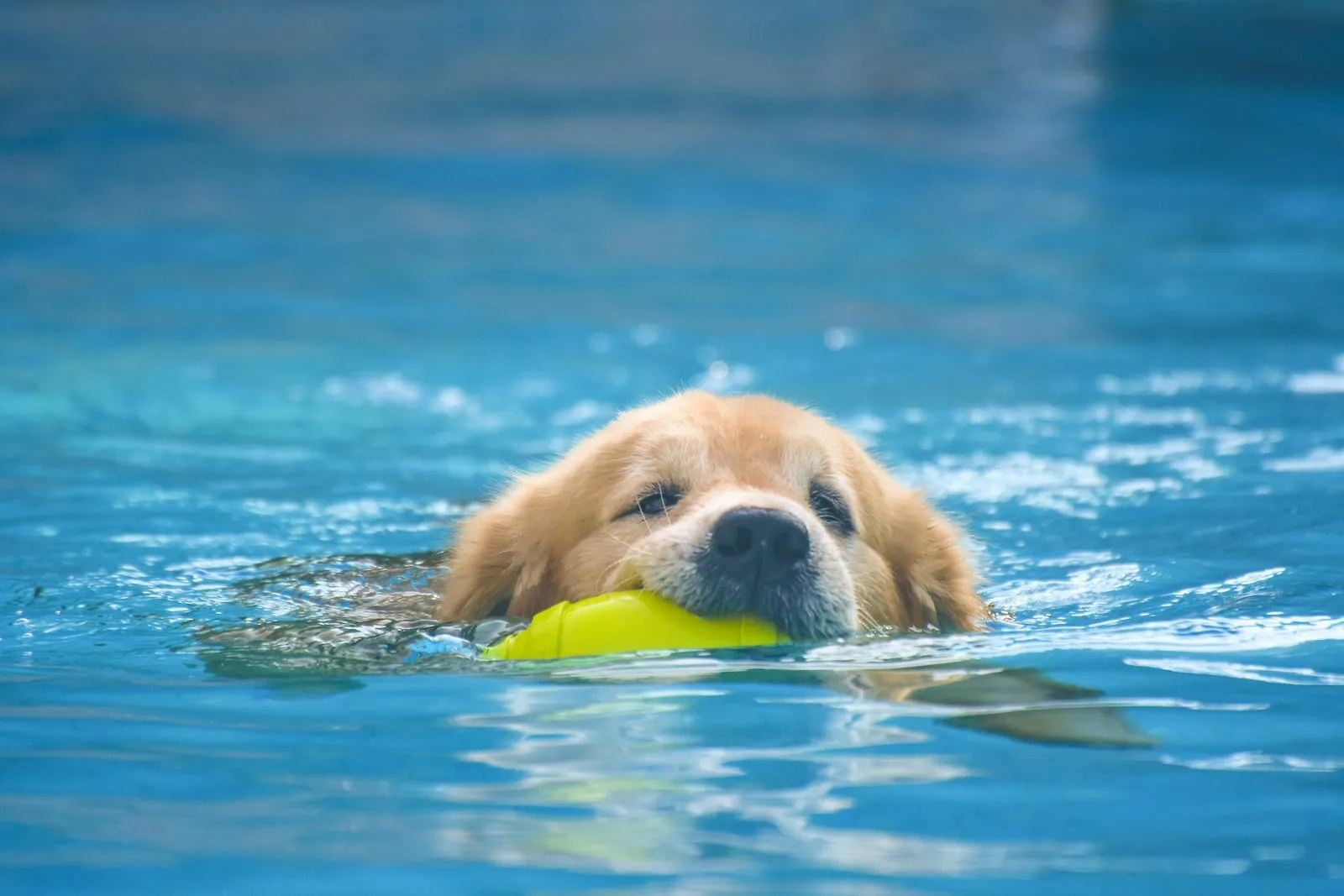 Golden retriever playing in a pool