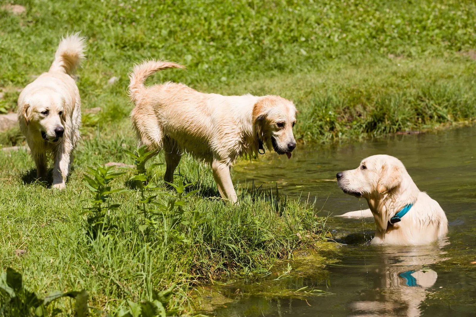 Golden retrievers playing together in water