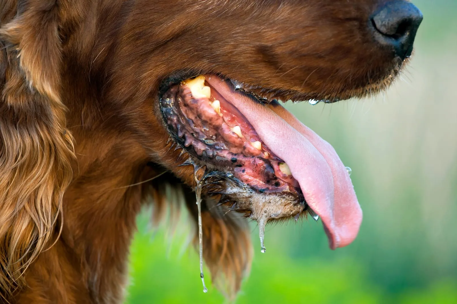 Dog drooling in the summer while panting