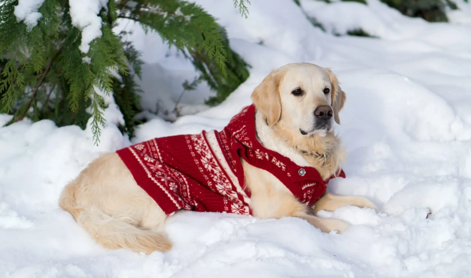 Golden retriever sitting in the snow with a jumper on