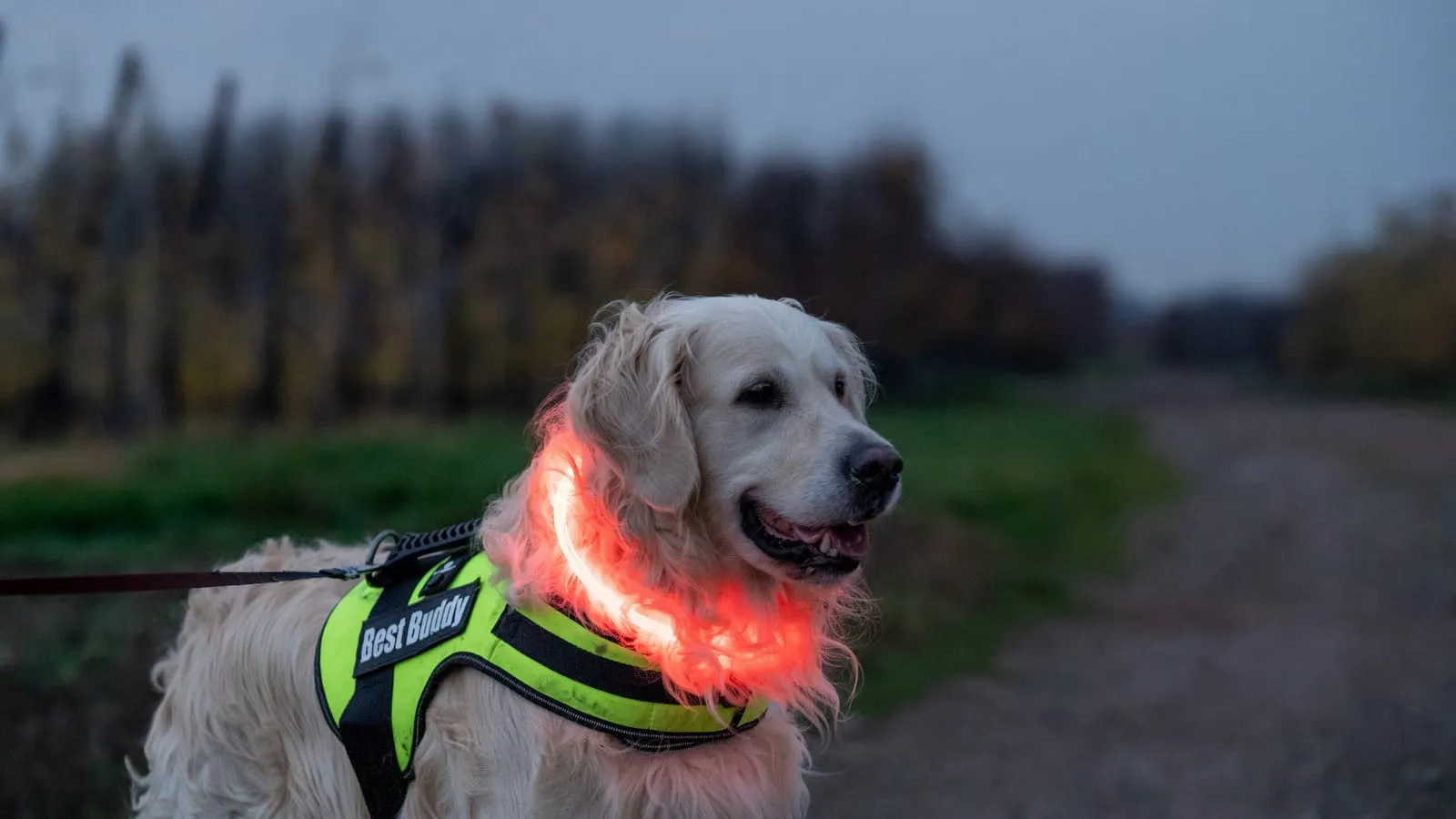 Golden retriever on leash with an led collar