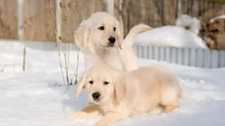 Two golden retriever puppies playing in snow