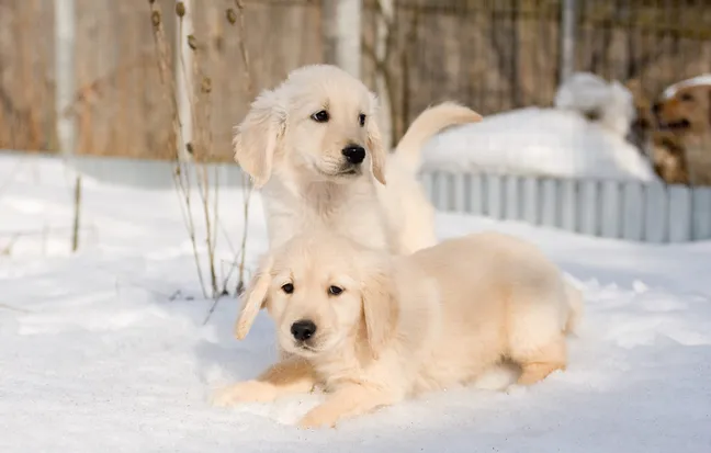 Two golden retriever puppies playing in snow