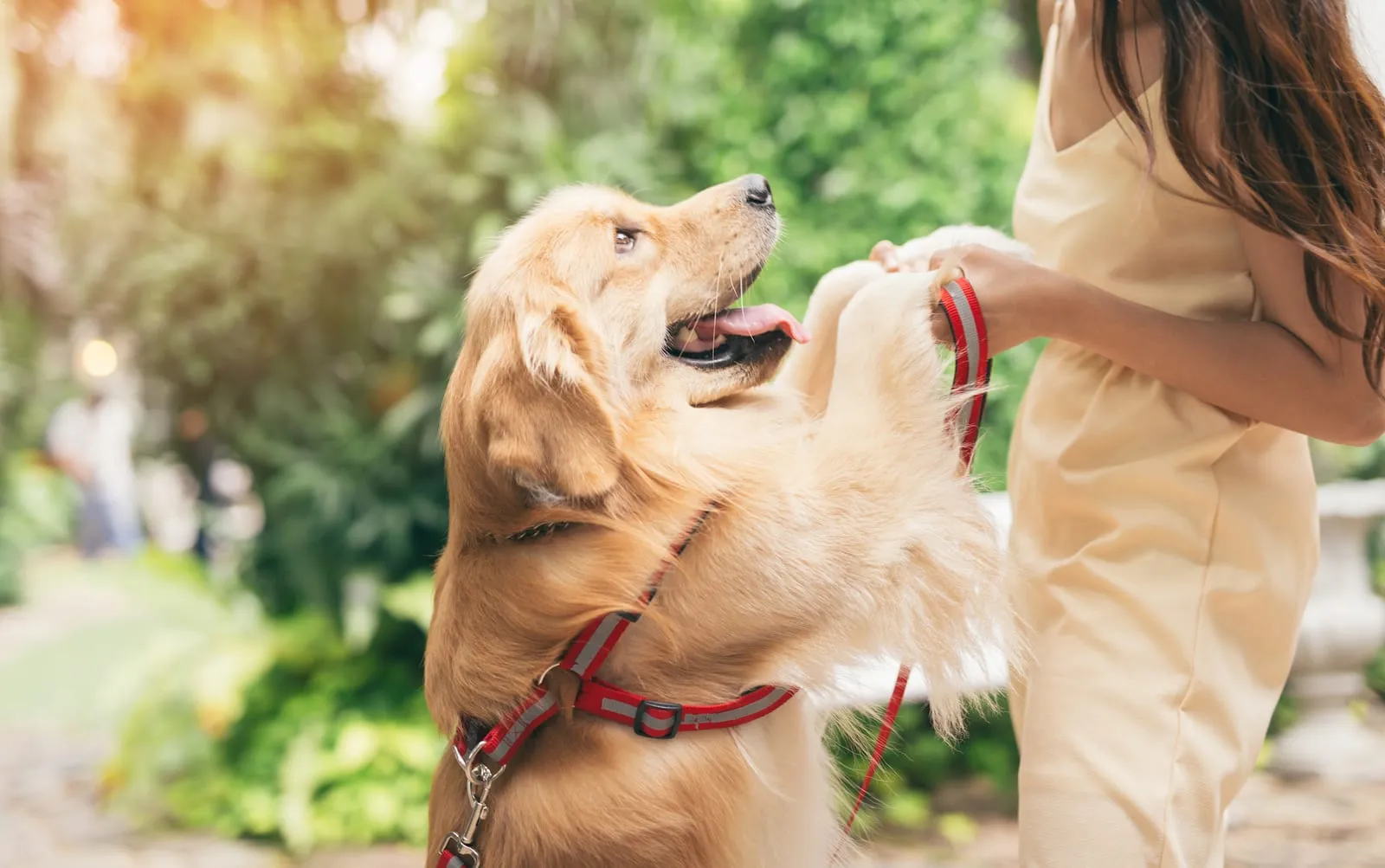 Golden retriever holding hands with a woman