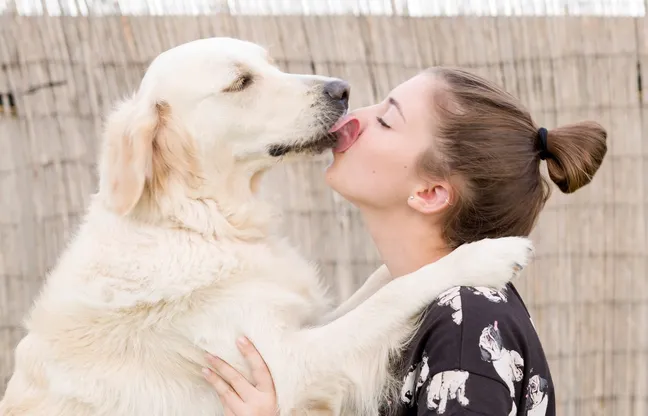 Golden retriever licking the face of a woman