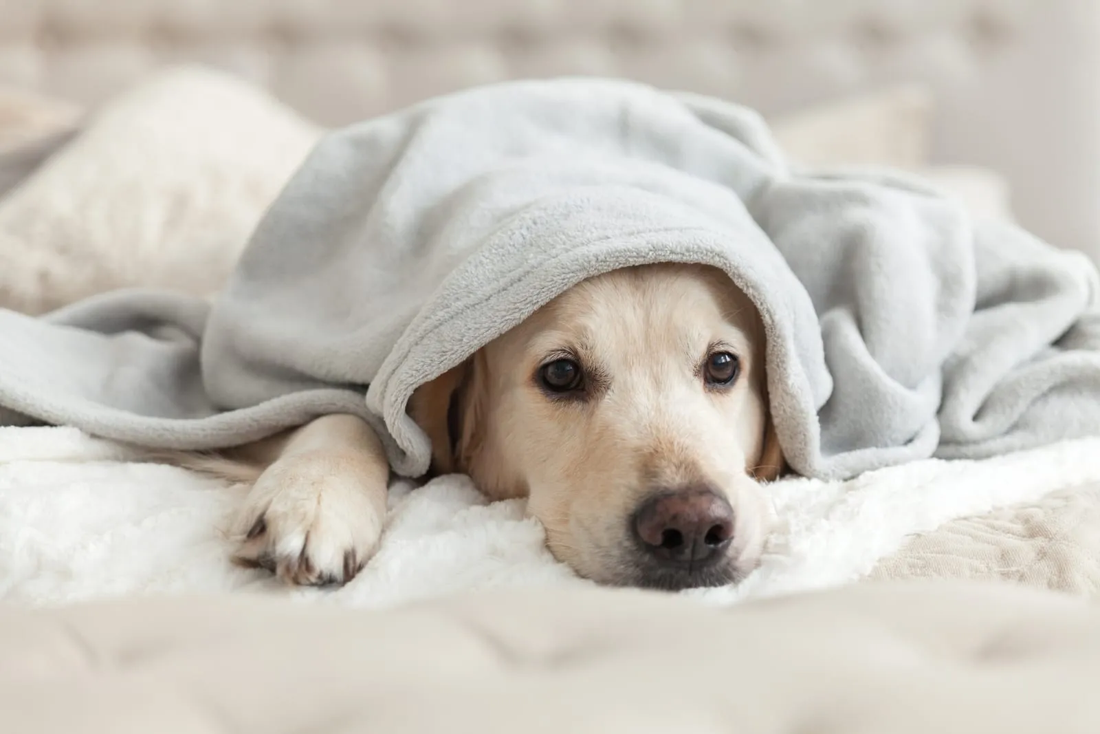 Young golden retriever lying under a blanket
