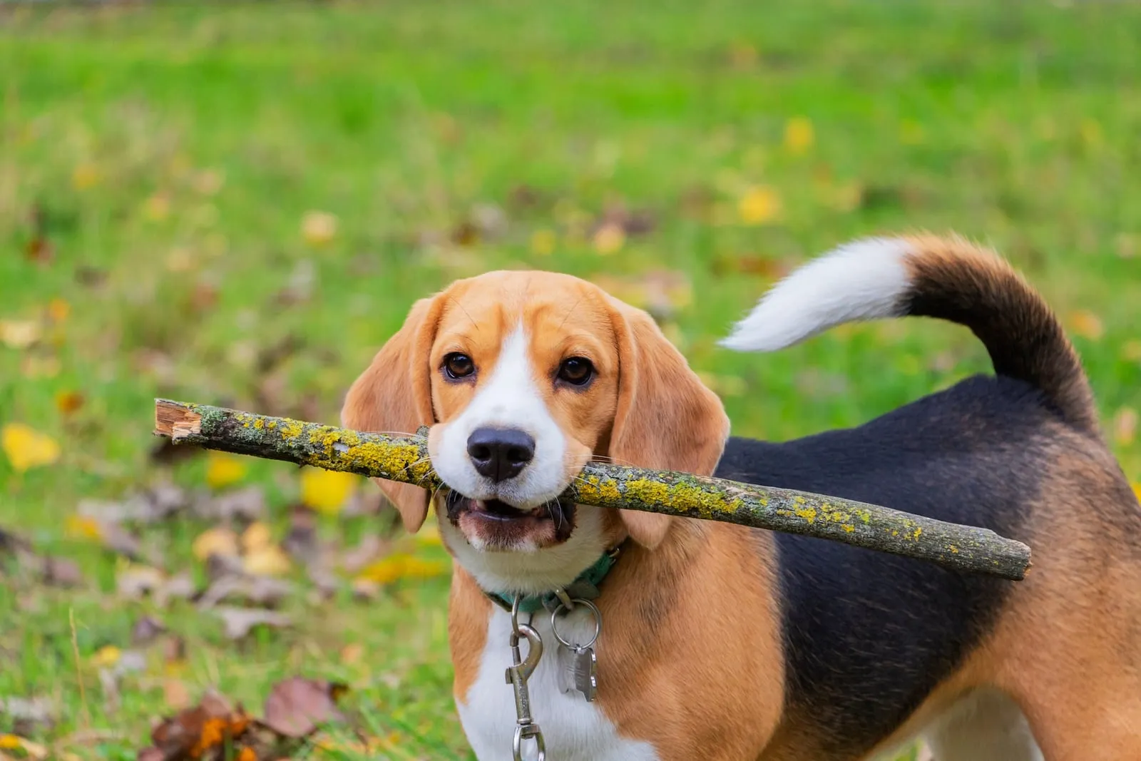 Beagle