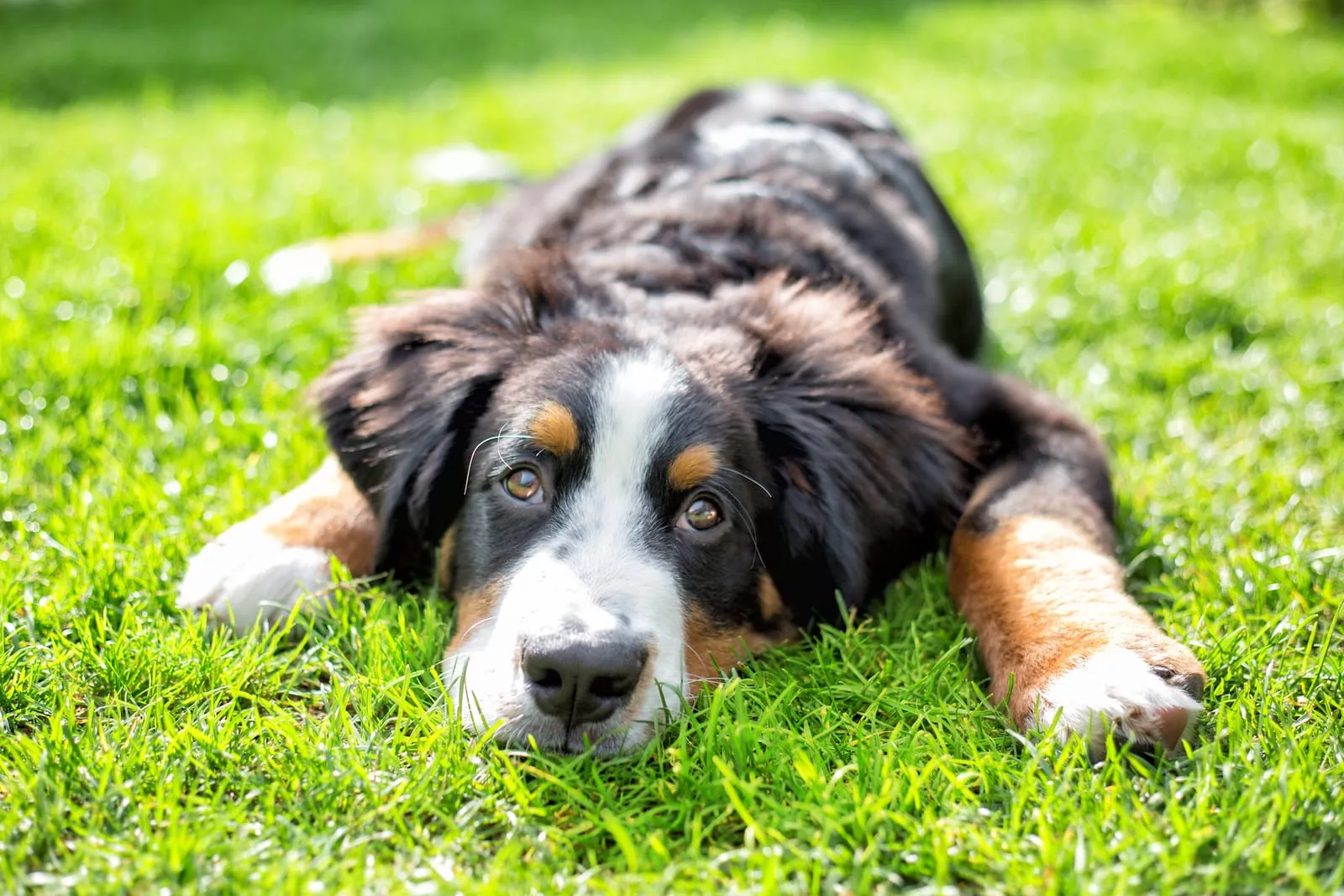 Bernese mountain dog