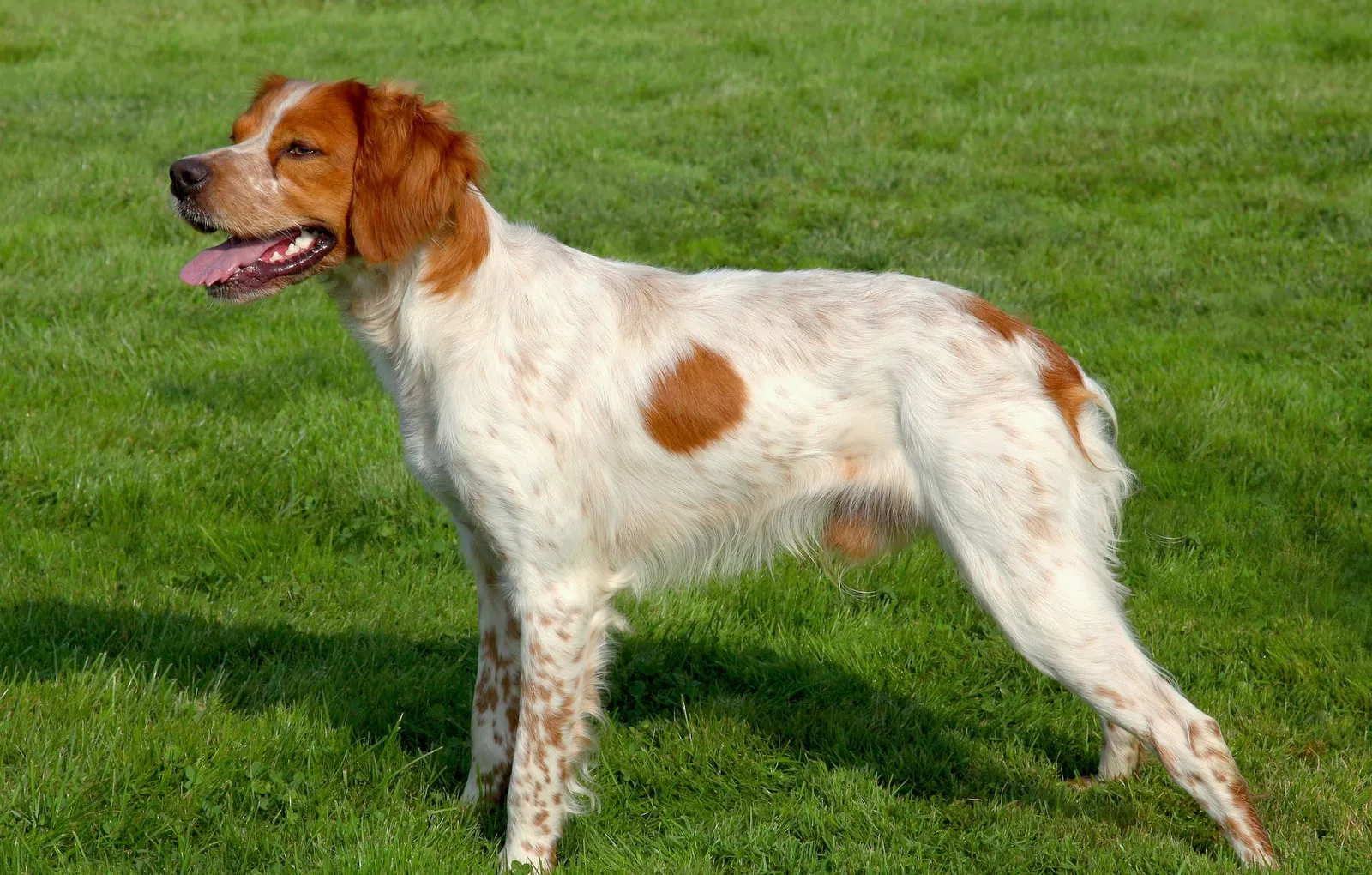 Brittany spaniels