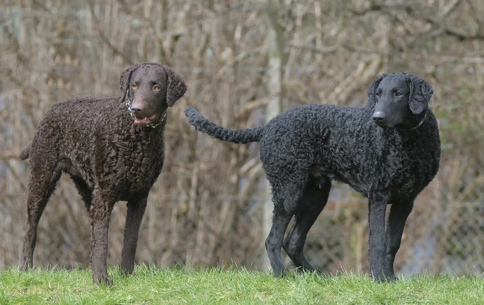 Curly coated retriever