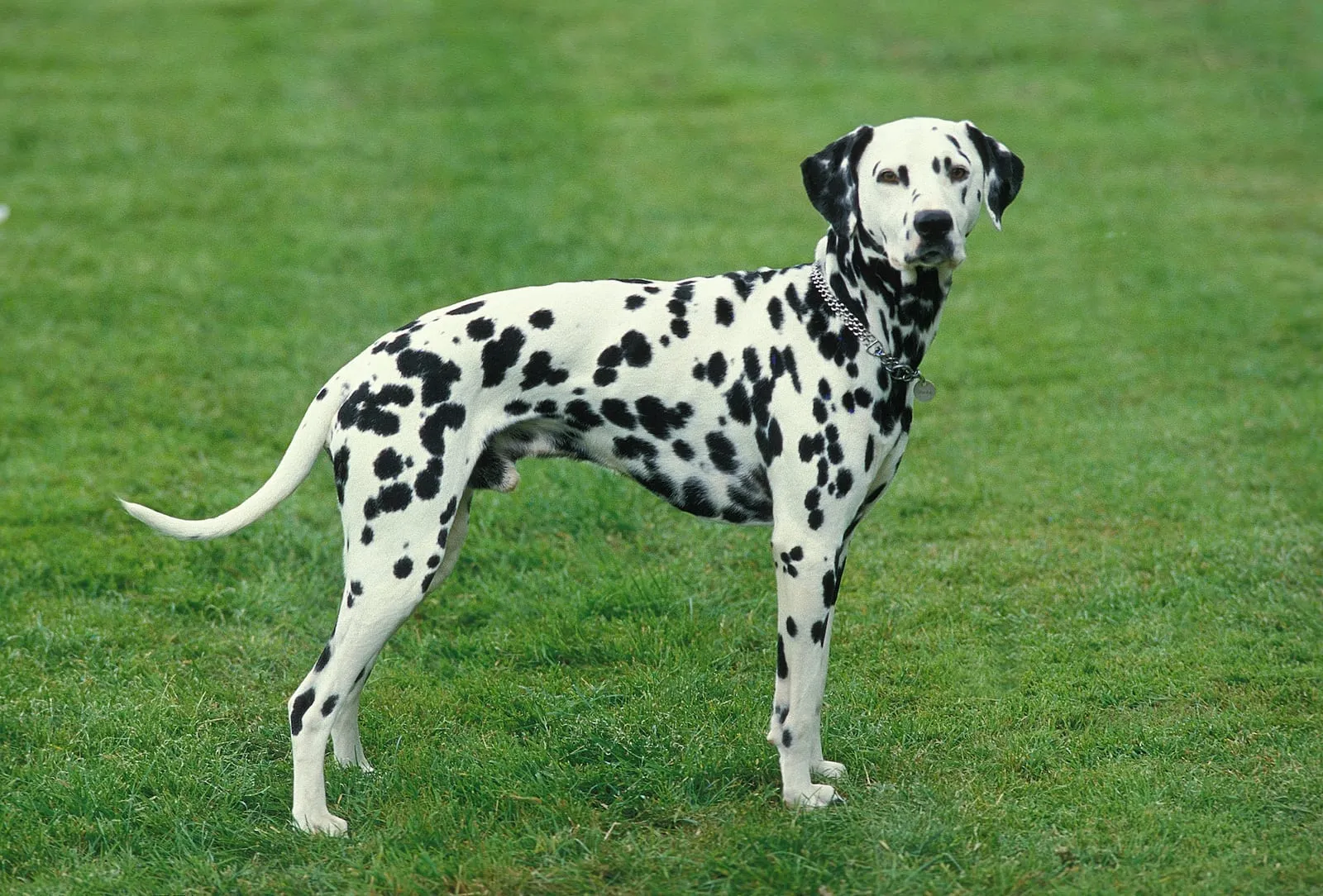 Dalmatian