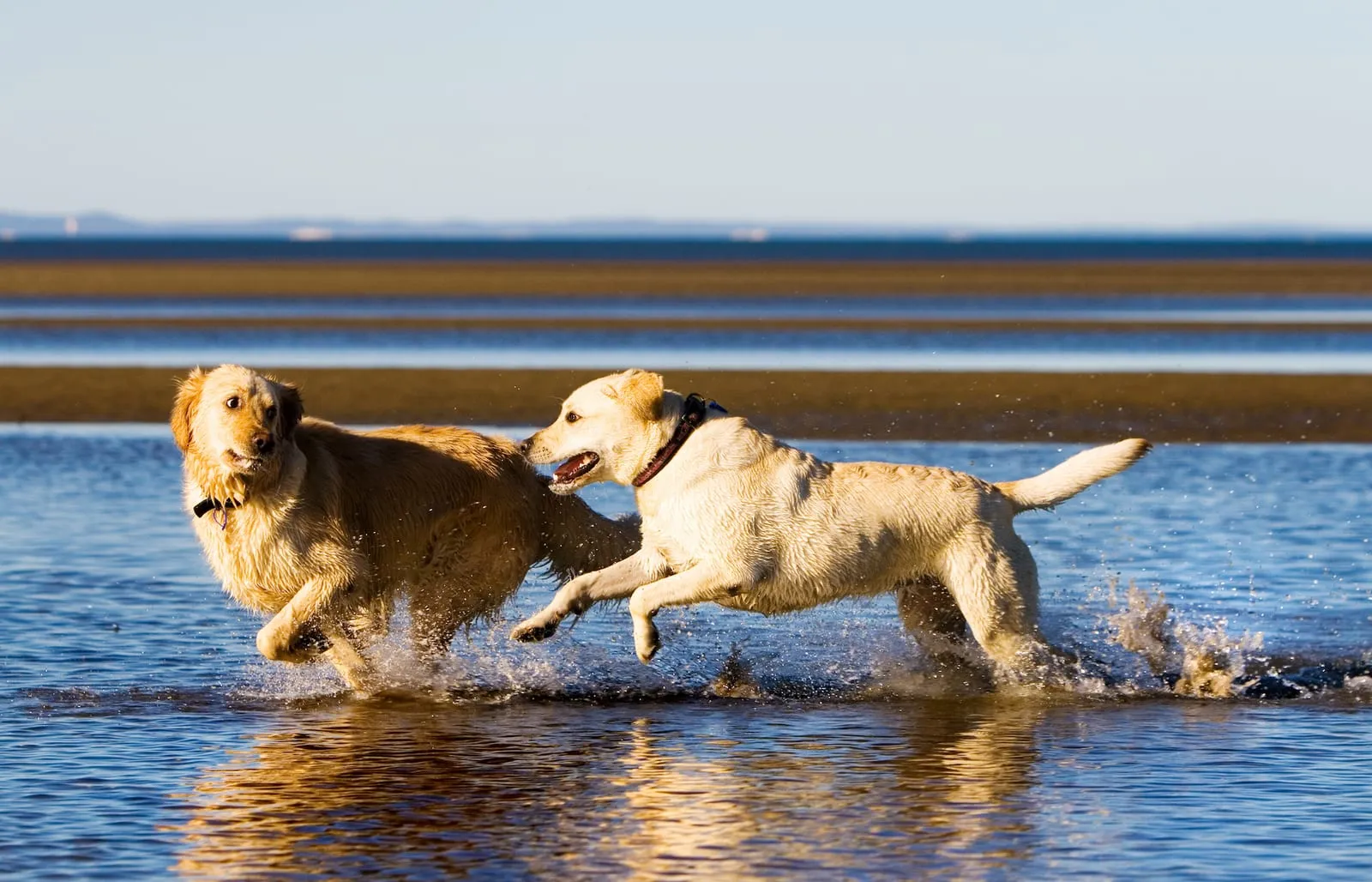 Golden retriever and labrador running on a beach
