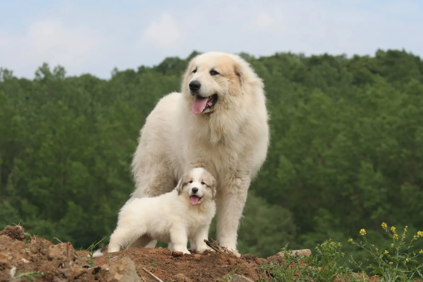 Great pyrenees